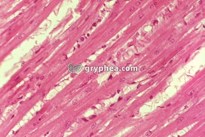 Fibres cardiaques CL x100 - gryphea.com